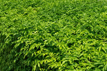 Green leaf bush for fence home decoration, leaf bush background