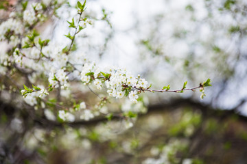 Closeup of blossoming cherry apple trees on a sunny spring day