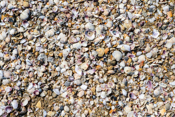 close up beautiful background and texture of nature sea shell pattern