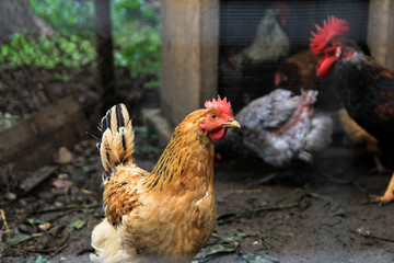 Chicken farm