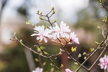 Blossom tree over nature background. Spring flowers. Spring Background