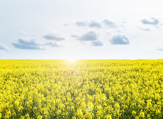 Rapsfeld mit Wolkenhimmel