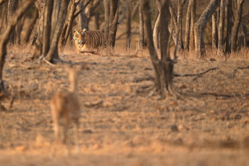 Tiger in a beautiful nature habitat, Ranthambhore National Park in India, panther tigris tigris, hunter and prey, hunt
