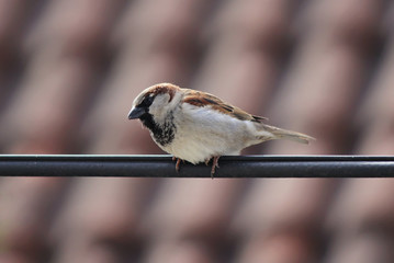 Sparrow