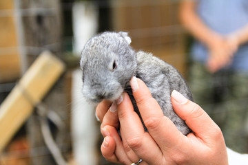 Baby rabbit in loving hands