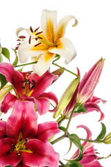 Lilies isolated on a white background