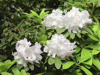 Exotic flower close up
