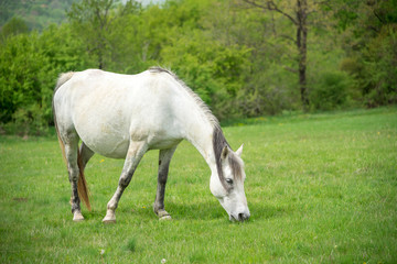 Naklejka na ściany i meble White horse on a pasture