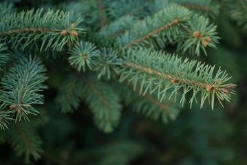 Fir tree branch isolated on neutral background.