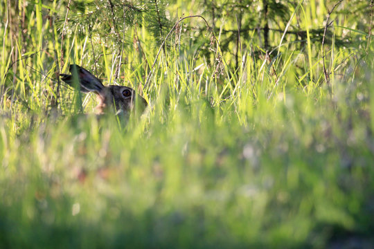 Hare