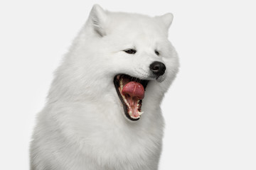 Close-up Portrait of Funny Samoyed Dog Yawn isolated on White background, front view