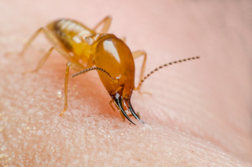 termite
