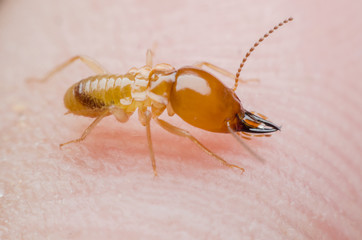 termite
