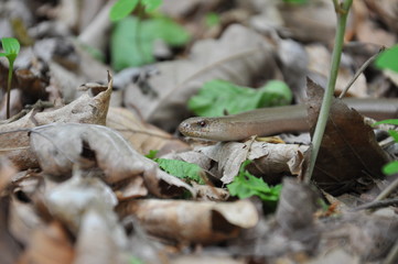 Slow Worm (Anguis fragilis), Legless Lizard in the forest. Slow worm in nature