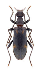 Beetle Xylosteus spinolae (female) on a white background
