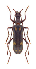 Beetle Xylosteus spinolae (male) on a white background