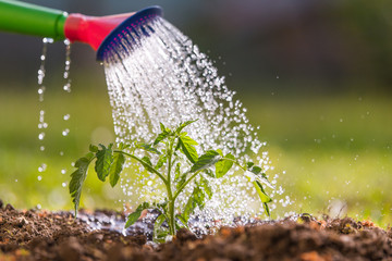 Watering seedling tomato in greenhouse garden - obrazy, fototapety, plakaty