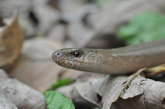 Slow Worm (Anguis fragilis), Legless Lizard in the forest. Slow worm in nature