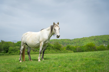 Naklejka na ściany i meble White horse on a nature background