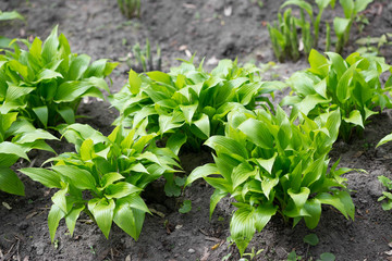 Flowers and flower beds in the city park in the spring