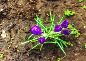 Lilac crocus in early spring made its way out of the ground