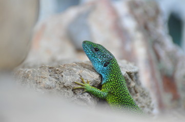 Green european lizard in nature. Green Lizard (Lacerta viridis) in natural habitat
