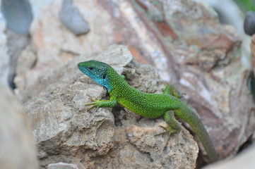 Naklejka na ściany i meble Green european lizard in nature. Green Lizard (Lacerta viridis) in natural habitat 