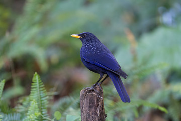 Blue Whistling-Thrush