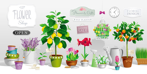 Collection of pot plants - 147453131