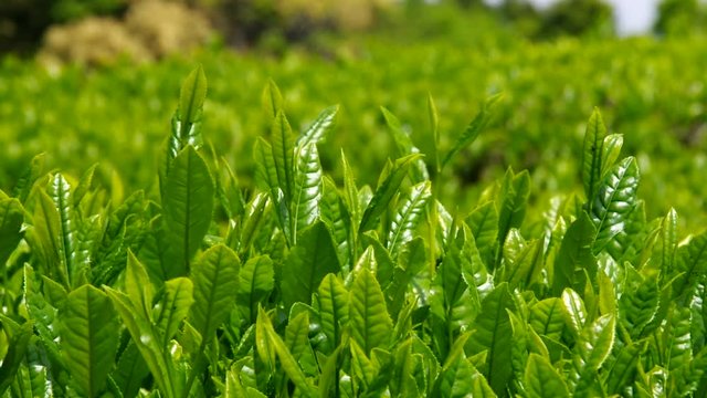 お茶の新芽・嬉野茶（佐賀県）