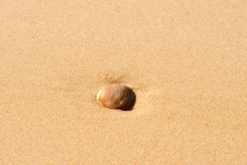 Coquillage sur la plage, Océan Atlantique