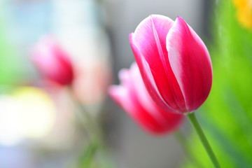 beautiful pink and red tulip in tulip field with blur background