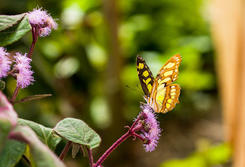 Papillon tropical Siproeta Steneles sur une fleur