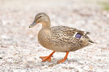 Female Mallard duck, mallard, eurasian wild duck, Anas platyrhynchos