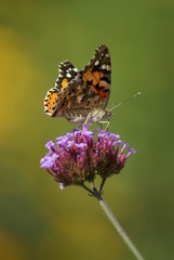 Schmetterling