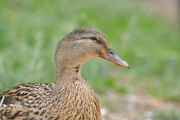 Female Mallard duck, mallard, eurasian wild duck, Anas platyrhynchos