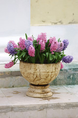 hyacinth flowers background texture