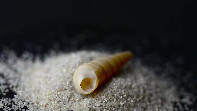 Sea shell on black background