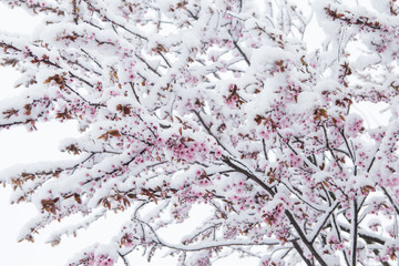 Fleurs de cerisier couvertes de neige au printemps