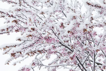 Crédence de cuisine en verre imprimé Fleur de cerisier Fleurs de cerisier couvertes de neige au printemps