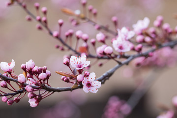 Fototapeta na wymiar Cherry blossom branch in spring