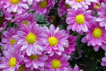 Close up Garden of Blooming Violet Chrysanthemum Flowers