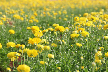 Image of beautiful yellow spring flowers.