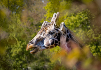 giraffe in der wildnis