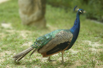 Male peacock with beautiful plumage in the park