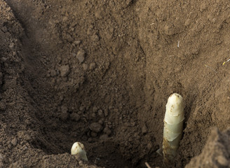 Asparagus harvest in springtime
