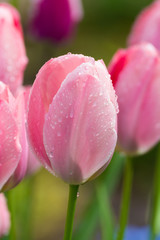 Pink tulips after rain with rain drops close-up