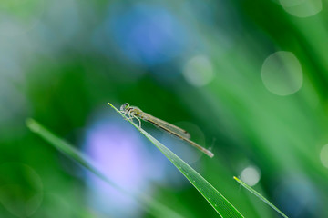 Damselflies stay on the green grass