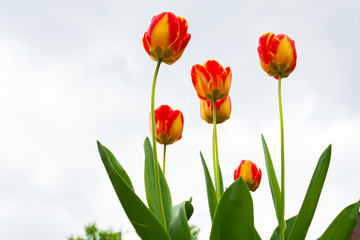 Yellow-red tulips  close-up