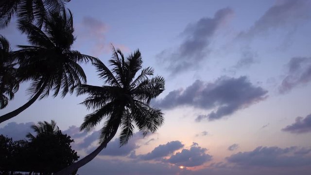 Sunset through coconut palm tree leaf silhouette